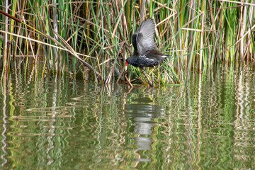 Fototapeta premium Moorhen standing on reed stump with out stretched wings