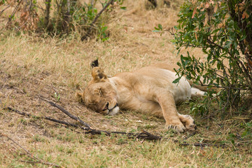 Female lion resting in shade(panthera leo), Masai Mara National Game Park Reserve, Kenya, East Africa