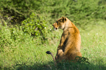 Solitary Lion (panthera leo) Sitting In Nairobi National Park, Kenya