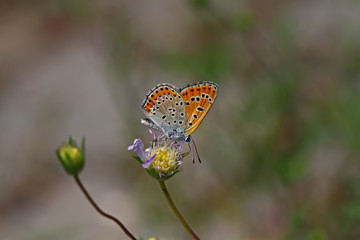 Küçük ateş kelebeği    Lycaena thersamon butterfly  © mylasa
