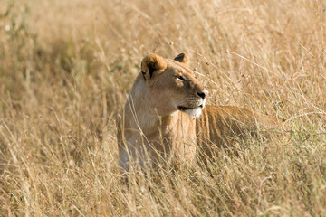 Lion (panthera leo) Standing In Tall Grass, Maasai Mara, Kenya