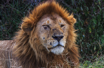 Fototapeta na wymiar portrait of a lion with battle scars and closed bruised eye