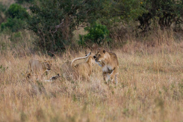 Naklejka na ściany i meble Lion (panthera leo) pride family with cubs, Masai Mara National Game Park Reserve, Kenya, East Africa