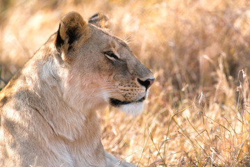 Obraz na płótnie Canvas Resting Lion (panthera leo), Maasai Mara