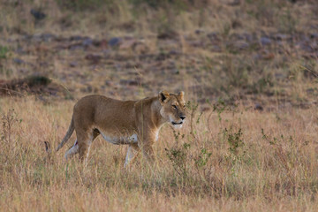 Naklejka na ściany i meble Lion (panthera leo) walking in savanna, Masai Mara National Game Park Reserve, Kenya, East Africa