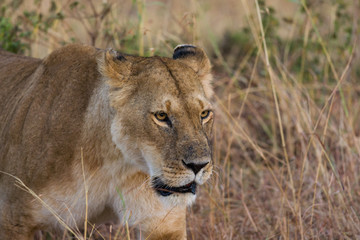 Fototapeta na wymiar Lion (panthera leo) walking in savanna, Masai Mara National Game Park Reserve, Kenya, East Africa