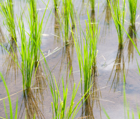 Obraz premium Rice is grown in the rice paddies