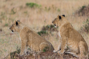 Lion (panthera leo) cubs sitting on mound, Masai Mara National Game Park Reserve, Kenya, East Africa