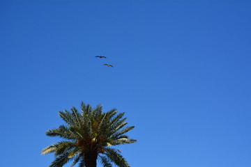 Two birds in flight over tropical palm tree