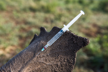 Closeup white rhino dehorning