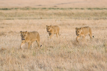 Fototapeta na wymiar Lion (panthera leo) cubs walking on savanna, Masai Mara National Game Park Reserve, Kenya, East Africa