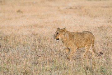 Lion (panthera leo) cub walking on savanna, Masai Mara National Game Park Reserve, Kenya, East Africa
