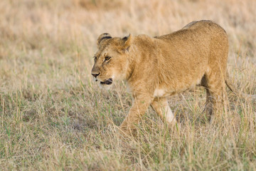 Lion (panthera leo) cub walking on savanna, Masai Mara National Game Park Reserve, Kenya, East Africa
