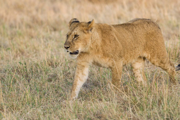 Lion (panthera leo) cub walking on savanna, Masai Mara National Game Park Reserve, Kenya, East Africa