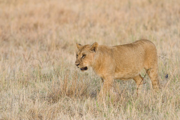 Lion (panthera leo) cub walking on savanna, Masai Mara National Game Park Reserve, Kenya, East Africa