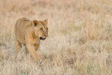 Lion (panthera leo) cub walking on savanna, Masai Mara National Game Park Reserve, Kenya, East Africa