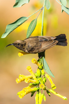 Male Dusky Sunbird