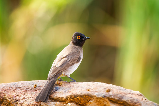 Red eyed bulbul