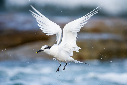 Sandwich Tern