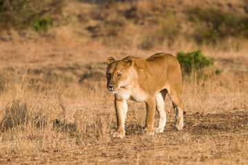 Naklejka na ściany i meble Lion (panthera leo), Masai Mara National Game Park Reserve, Kenya, East Africa