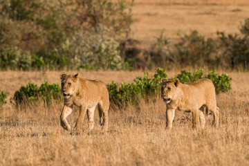 Lion (panthera leo) cubs walking on savanna, Masai Mara National Game Park Reserve, Kenya, East Africa