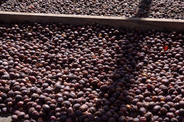 Traditional method of drying mature coffee beans on  open grid outside in sun lights, bio coffee farm