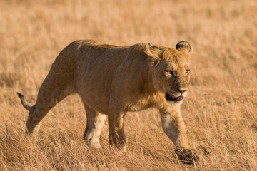 Lion (panthera leo) cub walking on savanna, Masai Mara National Game Park Reserve, Kenya, East Africa