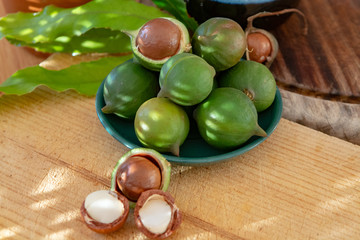 New harvest of ripe fresh Australian macadamia nuts in shell with leaves