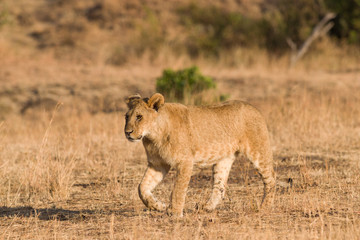 Lion (panthera leo) cub walking on savanna, Masai Mara National Game Park Reserve, Kenya, East Africa