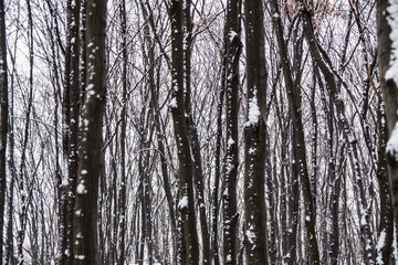 Winter forest, snow on the trees