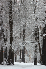 Concept winter beauty. Hardwood. With bare trees covered with snow.