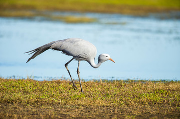 Blue crane