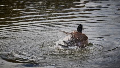 A goose cleaning feathers by splashing water all over.