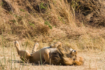 Male lion (panthera leo), Masai Mara National Game Park Reserve, Kenya, East Africa