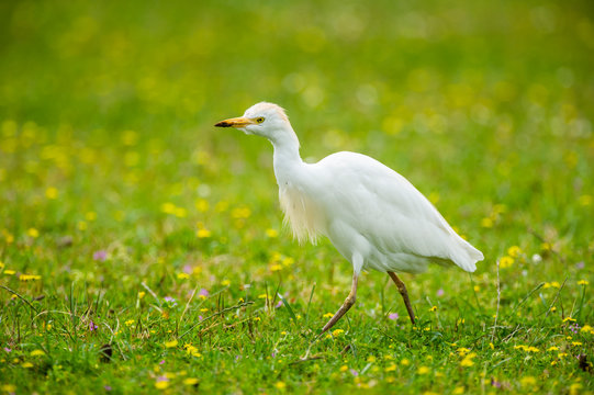 Cattle Egret