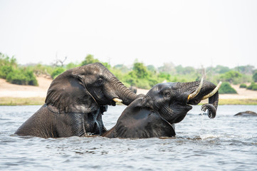 African Elephant in water