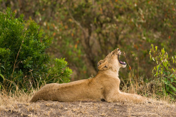 Lion cub yawning (panthera leo), Masai Mara National Game Park Reserve, Kenya, East Africa