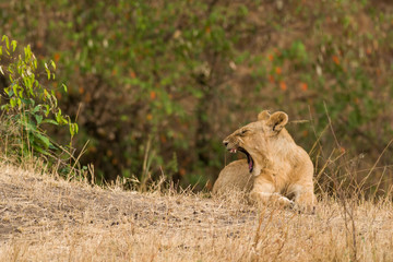 Lion cub yawning (panthera leo), Masai Mara National Game Park Reserve, Kenya, East Africa