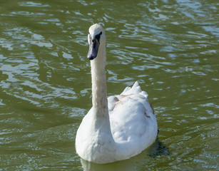 young adult swan on Lake Austin looking at the camera
