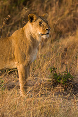 Lion standing watching (panthera leo), Masai Mara National Game Park Reserve, Kenya, East Africa