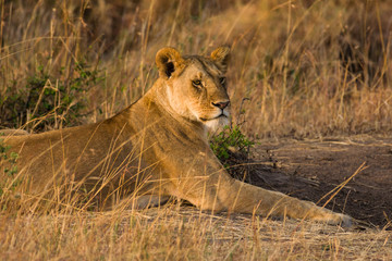 Lion sitting resting (panthera leo), Masai Mara National Game Park Reserve, Kenya, East Africa