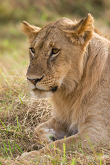 Obraz na płótnie Canvas Lion sitting resting (panthera leo), Masai Mara National Game Park Reserve, Kenya, East Africa