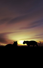 Fototapeta na wymiar sunset with tigers