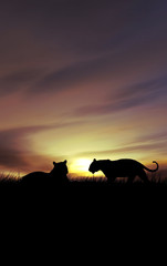 sunset with tigers