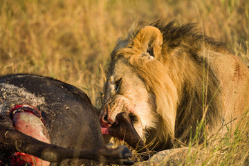 Male lion (panthera leo) eating dead wildebeest carcass, Masai Mara, Kenya
