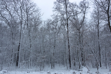 Concept winter beauty. Hardwood. With bare trees covered with snow.