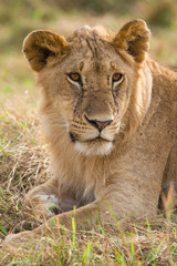Lion sitting resting (panthera leo), Masai Mara National Game Park Reserve, Kenya, East Africa