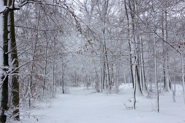 Concept winter beauty. Hardwood. With bare trees covered with snow.