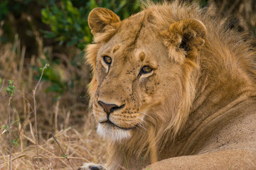 Male lion resting (panthera leo), Masai Mara National Game Park Reserve, Kenya, East Africa