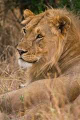Male lion resting (panthera leo), Masai Mara National Game Park Reserve, Kenya, East Africa